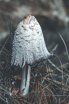 Champignon d'encre