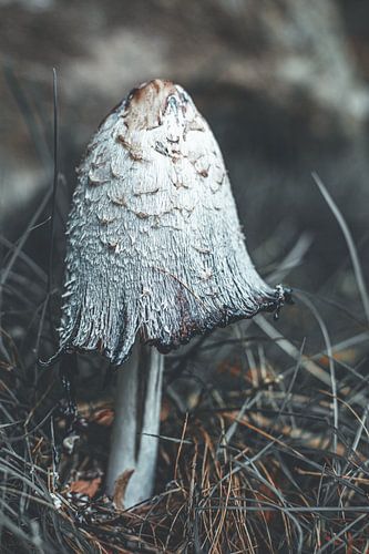 Champignon d'encre sur Denise Tiggelman