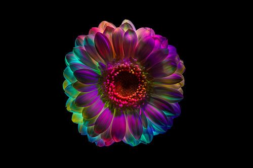 Gerbera lumineux sur Peter Abbes