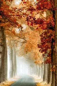 Wunderkurve II