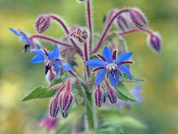 Bernagie plant met blauwe bloemen van Ronald Smits
