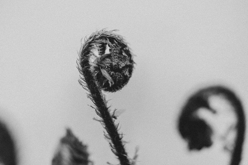 A young fern in spring by Henry Oude Egberink