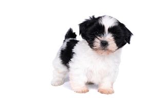 Niedlicher Shuh Tzu Welpe vor weißem Hintergrund