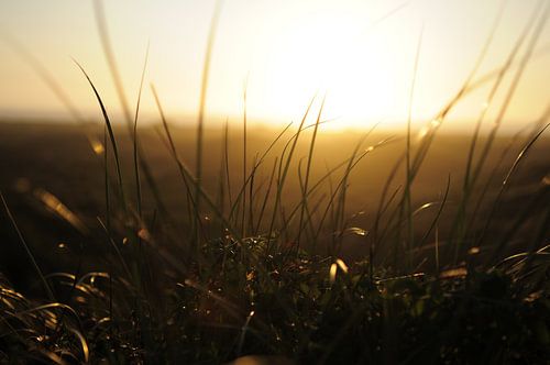 Dunegrass against sunset on the coast