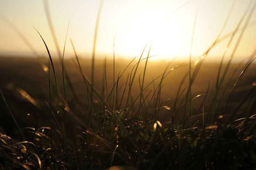 Dunegrass against sunset on the coast by Yvette Stevens