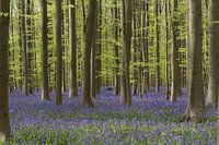 Hallerbos