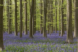 Hallerbos