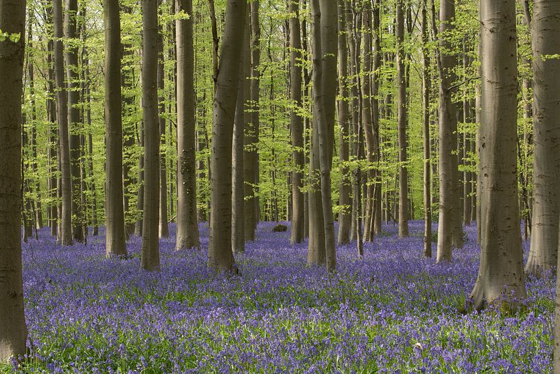 Hallerbos by Arnold van der Borden