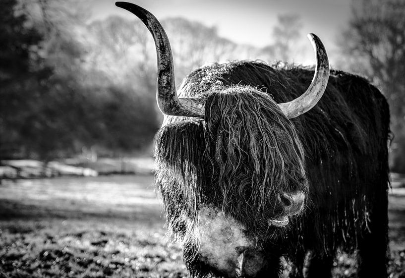 Scottish highlander by Barbara Rens