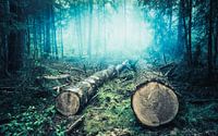 Nebliger Morgen im Wald