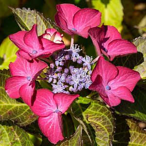 Gartenhortensien (Hydrangea macrophylla) von Alexander Ludwig