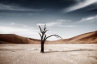 Dode Camelthorn bomen tegen rode duinen en blauwe hemel in Deadvlei, Sossusvlei van Tjeerd Kruse thumbnail