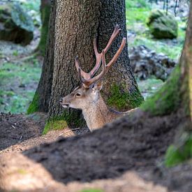 A deer in the forest by Stephan Zaun