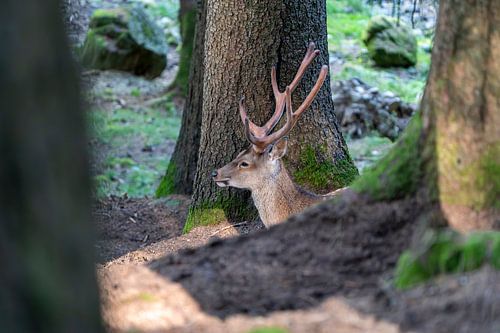 Een hert in het bos