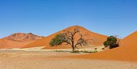 The dunes of Sossusvlei in Namibia