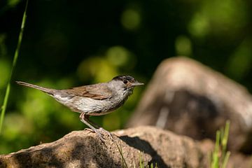 Zwartkapje (Sylvia atricapilla) van Dirk Rüter