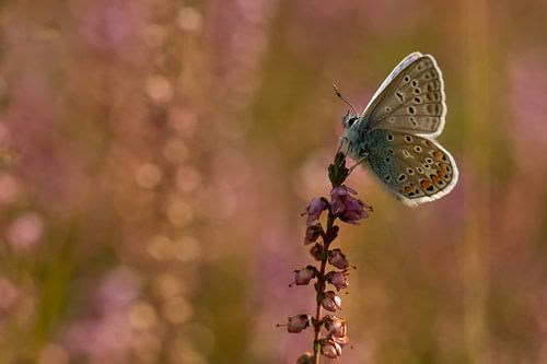 Common Blue
