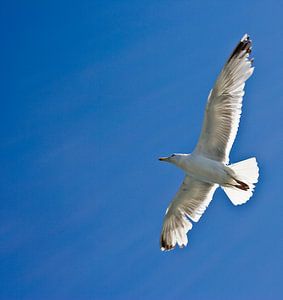 Meeuw op blauwe lucht van Guido Akster