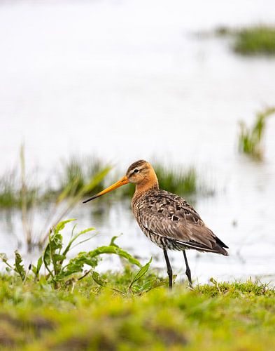 The godwit