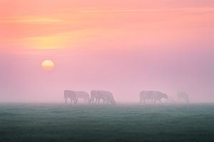 Kühe im Nebel | Sonnenaufgang in den Niederlanden | Pastelltöne von Marijn Alons