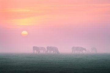 Koeien in de mist | zonsopkomst in Nederland | Pasteltinten van Marijn Alons
