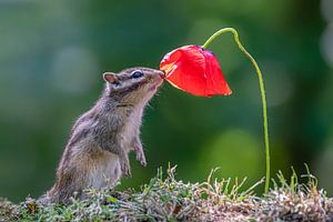 Eekhoorn ruikt aan bloem van Albert Beukhof