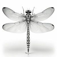 Odonata