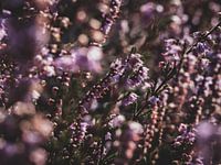 Posbank Heath in bloom 1