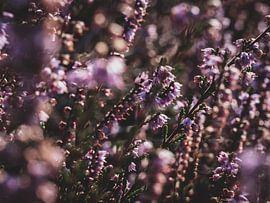 Posbank Heath in bloom 1 by Eleida-Fotografie