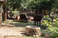 Buffel op het land van Bart Cornelis de Groot thumbnail