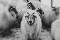 Moutons d'hiver