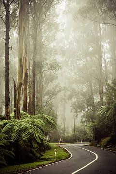 Route à travers une forêt brumeuse en Australie.