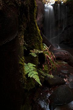 Waterfall with fern. by mathis_vdm