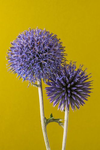 Samen: Een portret van twee Kogeldistels