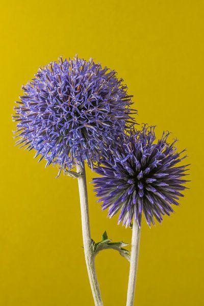 Together: A portrait of two Ball Thistles by Marjolijn van den Berg