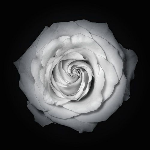 Roos zwart wit