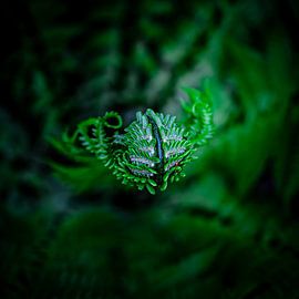 UFO: Unidentified Flora Object by HvNunenfoto