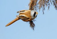 Bearded Reedling - Panurus biarmicus