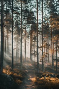 Zauberlicht im Wald