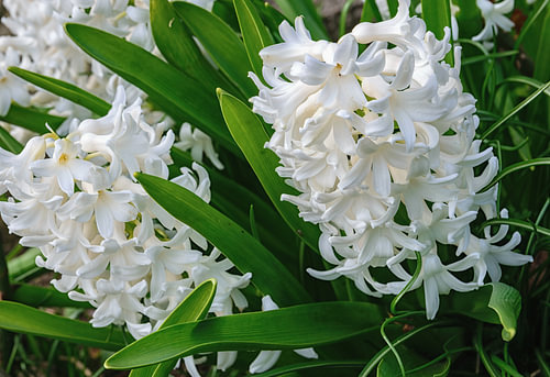 Fleur printanière : Hyacinthus orientalis
