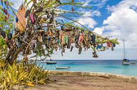 Baum mit Pantoffeln in der Landschaft auf dem Boulevard in Kralendijk auf Bonaire von Ben Schonewille Miniaturansicht