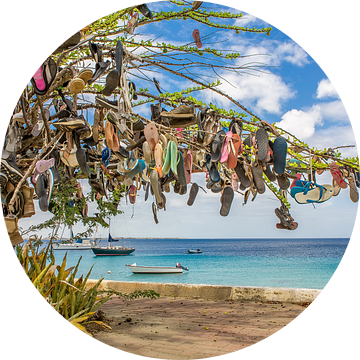 Boom versierd met slippers in landschap aan boulevard in Kralendijk op Bonaire