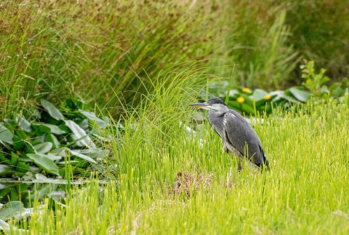 Blue heron in green
