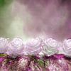 Snow roses - rose and green with white by Annette Schmucker