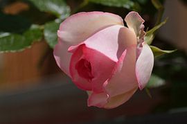 Rosa rose von Jeffry Clemens