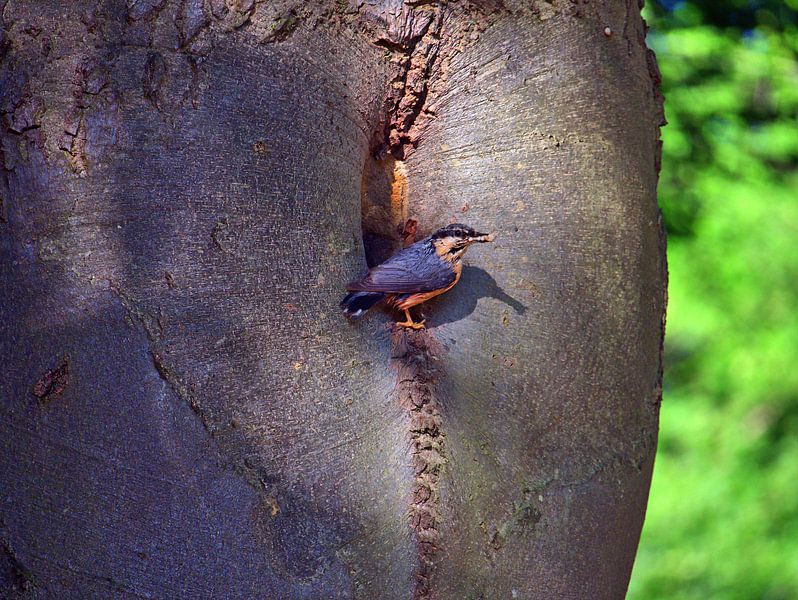 Sittelle 4 par Edgar Schermaul