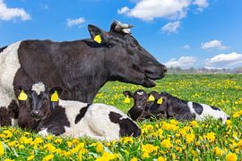 Mother cow with newborn calves lying in dutch pasture with yellow dandelions
