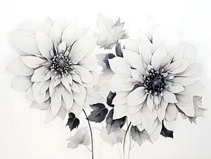 Murmures du dahlia d'hiver