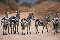 Op safari in Afrika: groepje zebra's = vijf streepjesbroeken van Rini Kools thumbnail