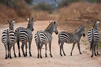 Gruppe von Zebras: fünf gestreifte Hosen